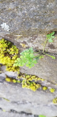Asplenium ruta-muraria