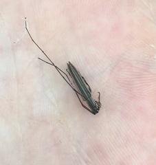 Hippopsis lemniscata