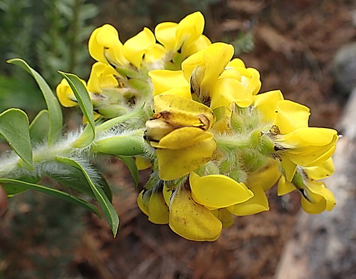 Image of Liparia hirsuta by no rights reserved
