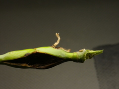 Proteoteras willingana