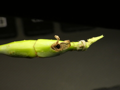 Proteoteras willingana