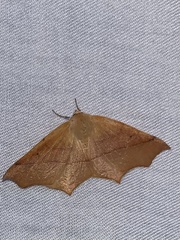 Tetracis cervinaria