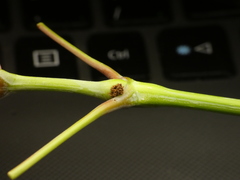 Proteoteras willingana