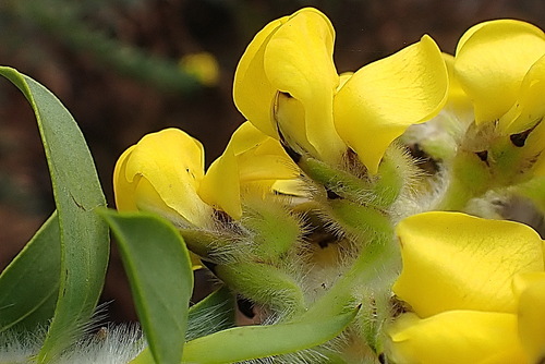 Image of Liparia hirsuta by no rights reserved