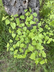 Betula platyphylla