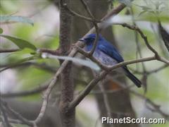 Cyornis pallidipes
