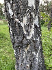 Betula platyphylla