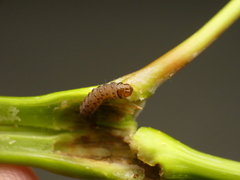 Proteoteras willingana