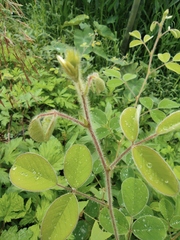 Grona heterocarpos