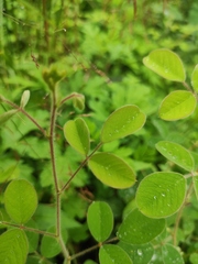 Grona heterocarpos