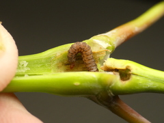 Proteoteras willingana