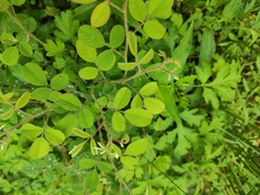 Grona heterocarpos