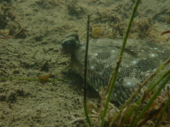 Pleuronichthys ritteri