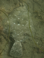 Pleuronichthys ritteri