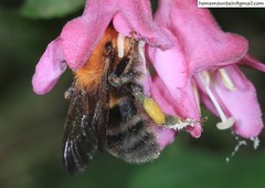 Bombus longipes