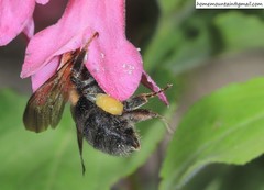 Bombus longipes