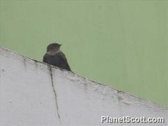 Ptyonoprogne concolor