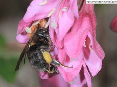 Bombus longipes