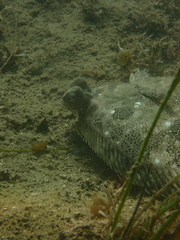 Pleuronichthys ritteri