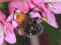 Bombus longipes