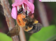 Bombus longipes