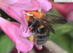 Bombus longipes