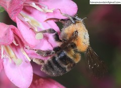 Bombus longipes