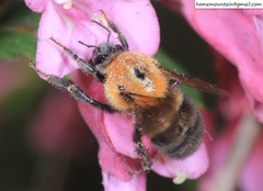 Bombus longipes