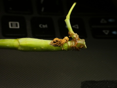 Proteoteras willingana