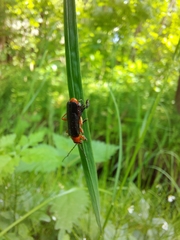 Cantharis pellucida