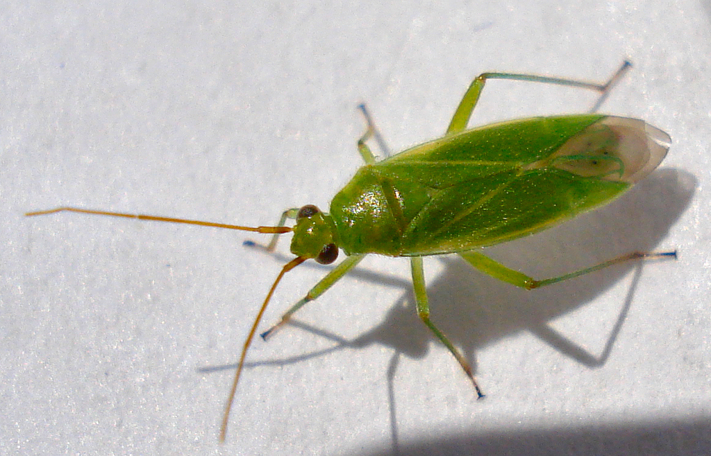 Orthotylus