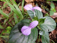 Dicliptera bivalvis
