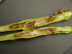 Proteoteras willingana