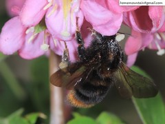 Bombus koreanus