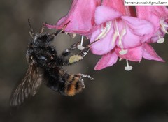 Bombus koreanus