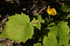 Stylophorum lasiocarpum