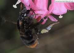 Bombus koreanus