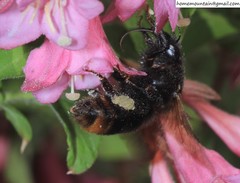 Bombus koreanus