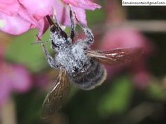 Bombus koreanus