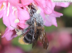 Bombus koreanus