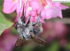 Bombus koreanus