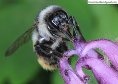 Bombus ganjsuensis