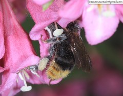Bombus koreanus