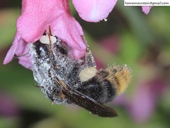 Bombus koreanus