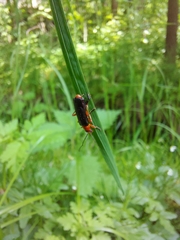 Cantharis pellucida