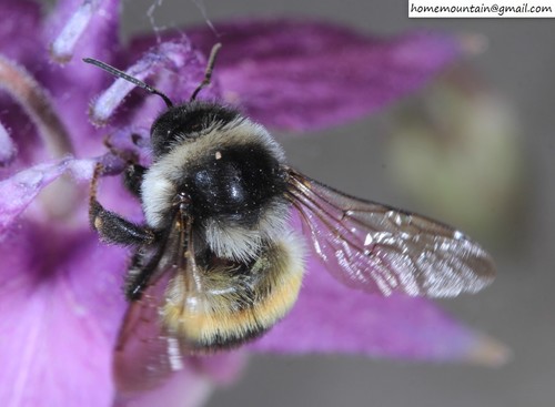 Far Eastern Bumble Bee