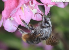 Bombus koreanus