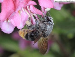 Bombus koreanus