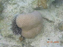Leptoria phrygia