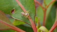 Opisthoncus quadratarius